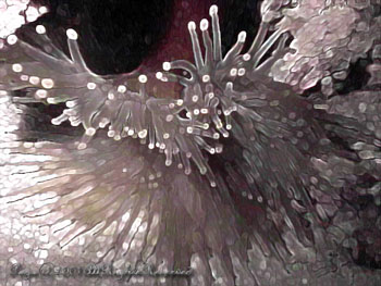 ANEMONE.NITEDIVE