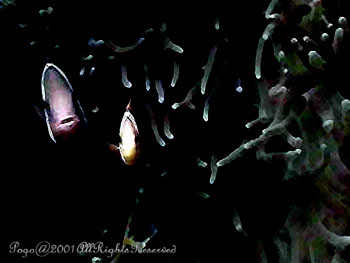 CLOWNFISH.2