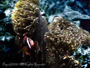 CLOWNFISH.3