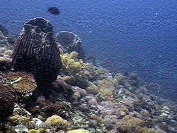 CORAL.JARS