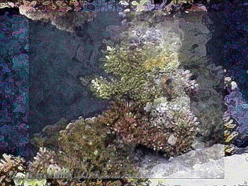CORALS.WRECK