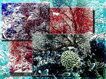 CRINOID&FANCORAL