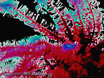 CRINOID.NITEDIVE.1