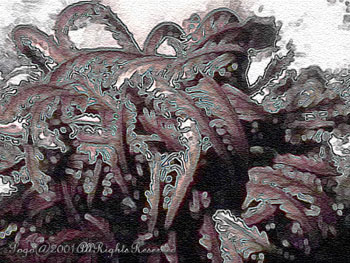 CRINOID.NITEDIVE.2