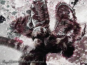 CRINOID.NITEDIVE.3