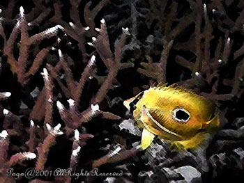 FISH.YELLOW