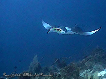 MANTARAY.1