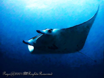 MANTARAY.2