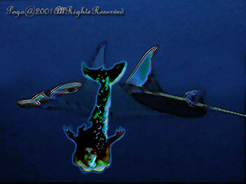MANTARAY.4