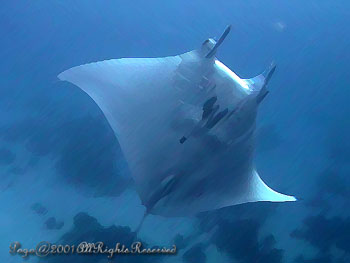 MANTARAY.5