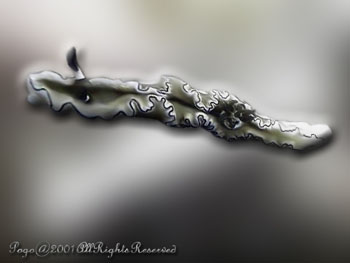 NUDIBRANCH