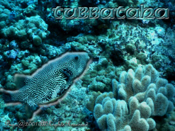 PUFFERFISH