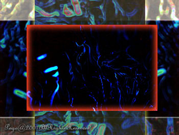 SEAANEMONE