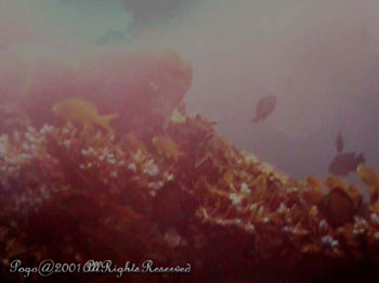 SEASCAPE.1