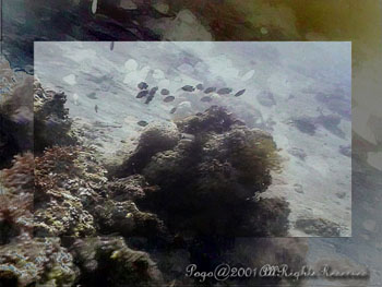 SEASCAPE.3