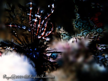 SEAURCHIN.1