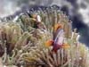 ANEMONE&CLOWNFISH.1