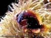 ANEMONE&CLOWNFISH.2