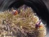 ANEMONE&CLOWNFISH.3