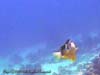 CLOWNFISH