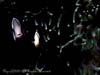 CLOWNFISH.2