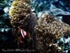 CLOWNFISH.3