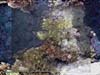 CORALS.WRECK