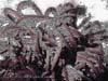 CRINOID.NITEDIVE.2