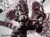 CRINOID.NITEDIVE.3