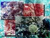 CRINOID&FANCORAL