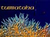 FANCORAL