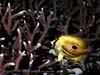 FISH.YELLOW