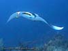 MANTARAY.3