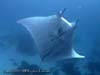 MANTARAY.5