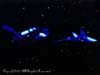 MANTARAY.7