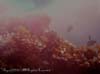 SEASCAPE.1