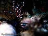 SEAURCHIN.1