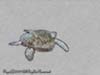 TURTLE.SWIM