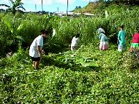Whacking bush.