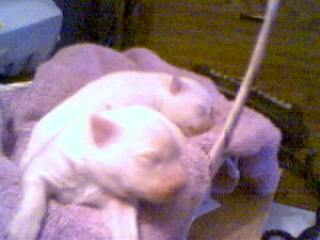 Chelsea's puppies