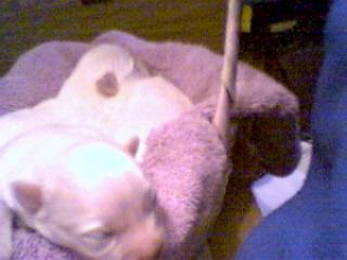 Chelsea's puppies