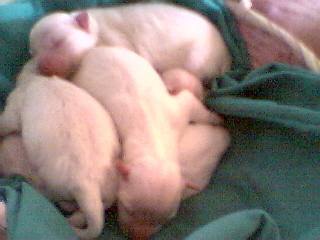 Chelsea's puppies