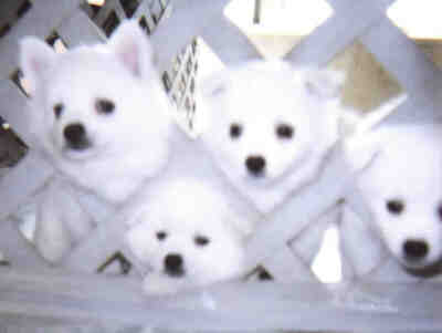 The previous litter of pups from Callie.