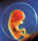 Un feto alla fine del 3 mese