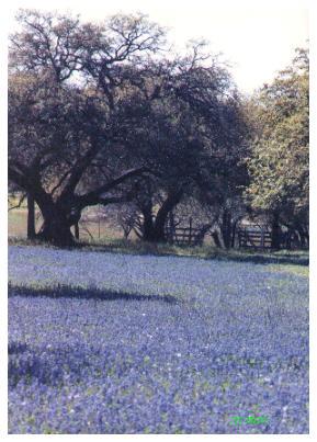 WILD_TEXAS
