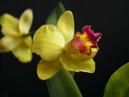 orchid1