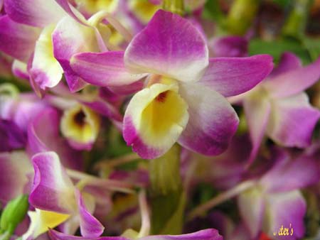 orchid10