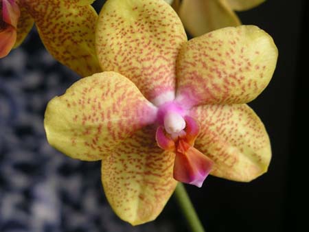 orchid11