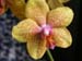 orchid11