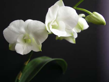 orchid12